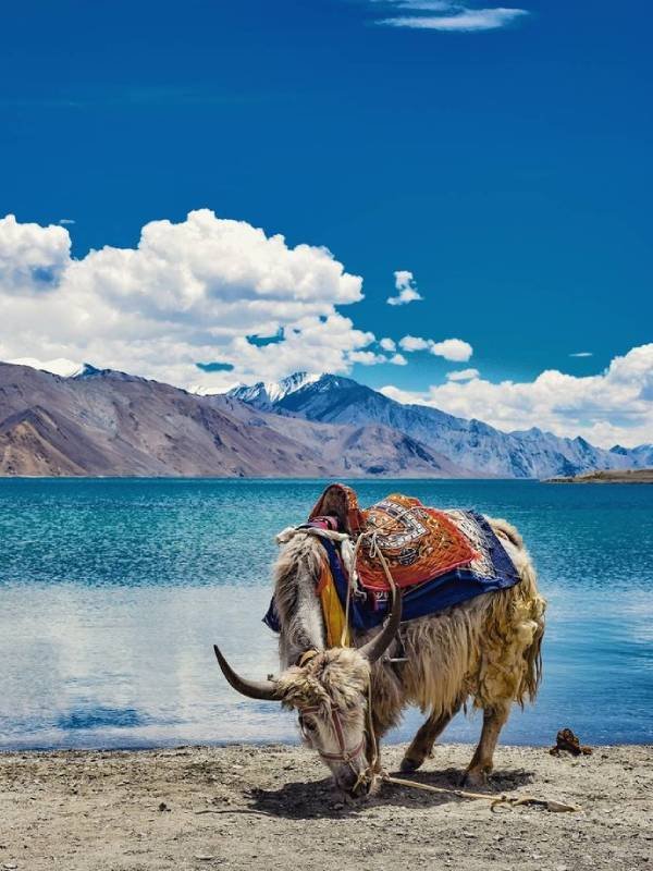 A decorated yak on the shore of Pangong Lake in Ladakh